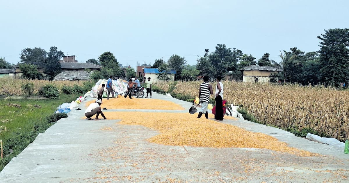 Rautahat Farmers Face Maize Price Crisis