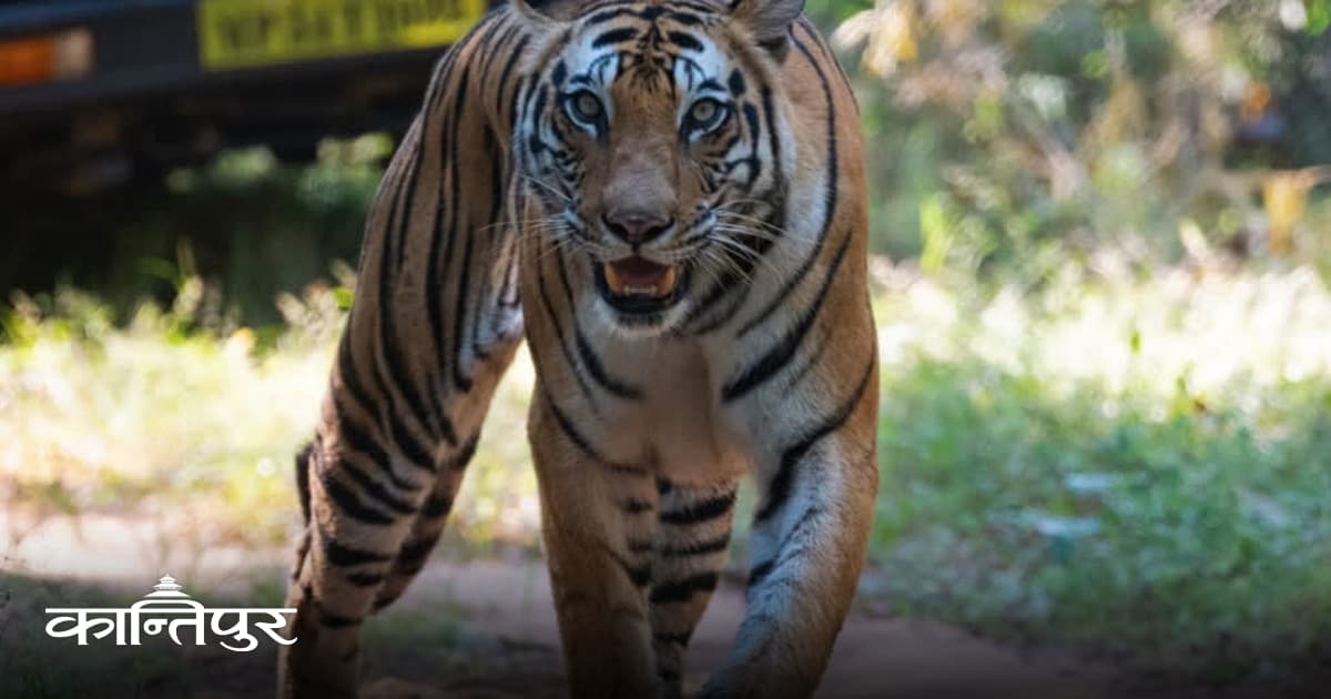Bandhavgarh's Iconic Tigress Doti Passes Away
