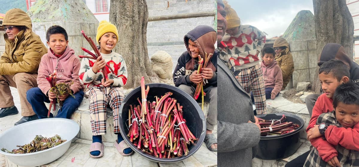Jumla Kids Fund Education Selling Forest Goods