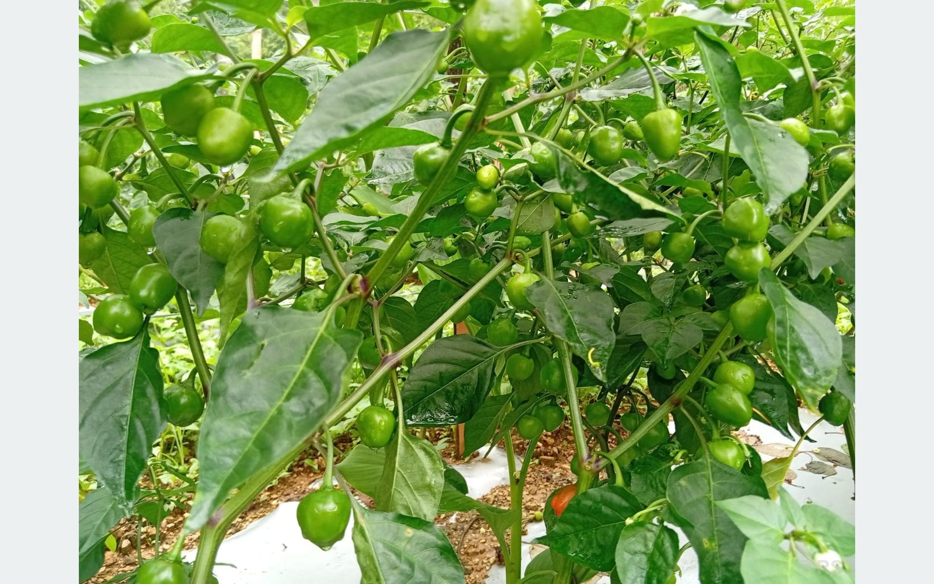 Migrant Returnee Success: Commercial Akabare Chili Farming