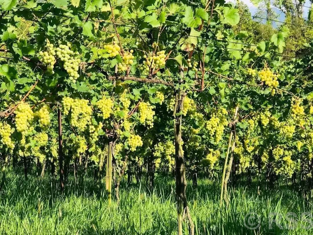 Chitwan Begins Trial Cultivation of Two Grape Varieties