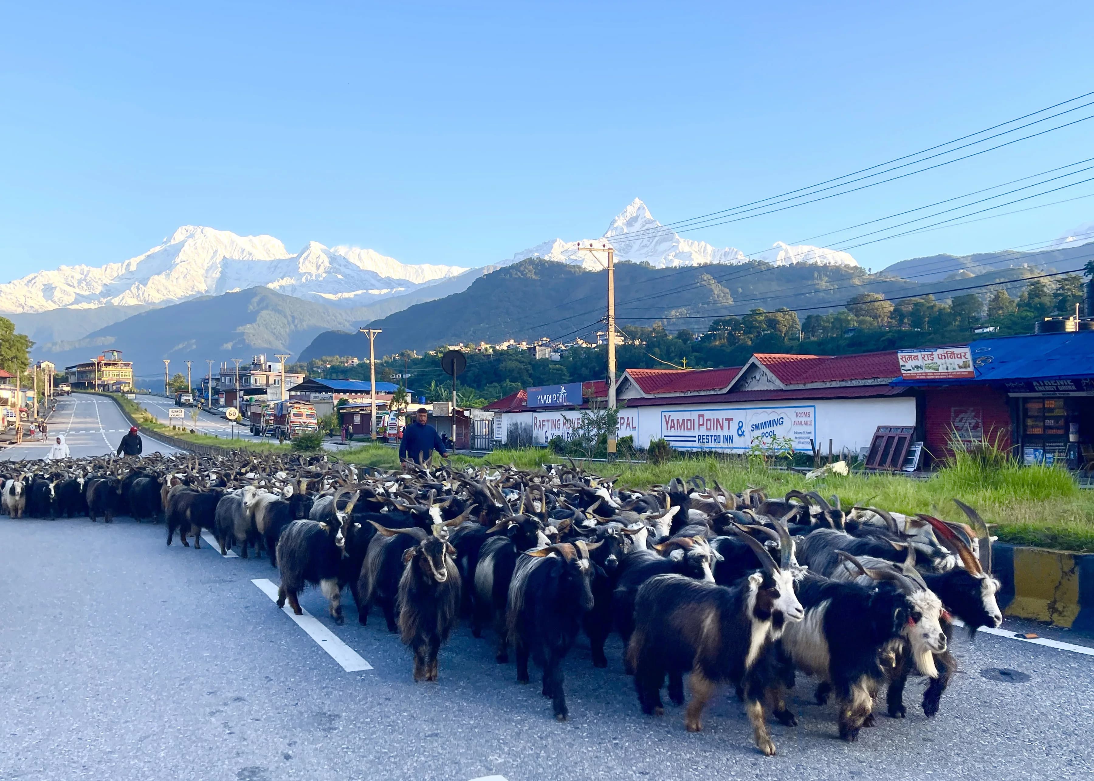 Mustang Ward Chair Leads Chyangra to Pokhara
