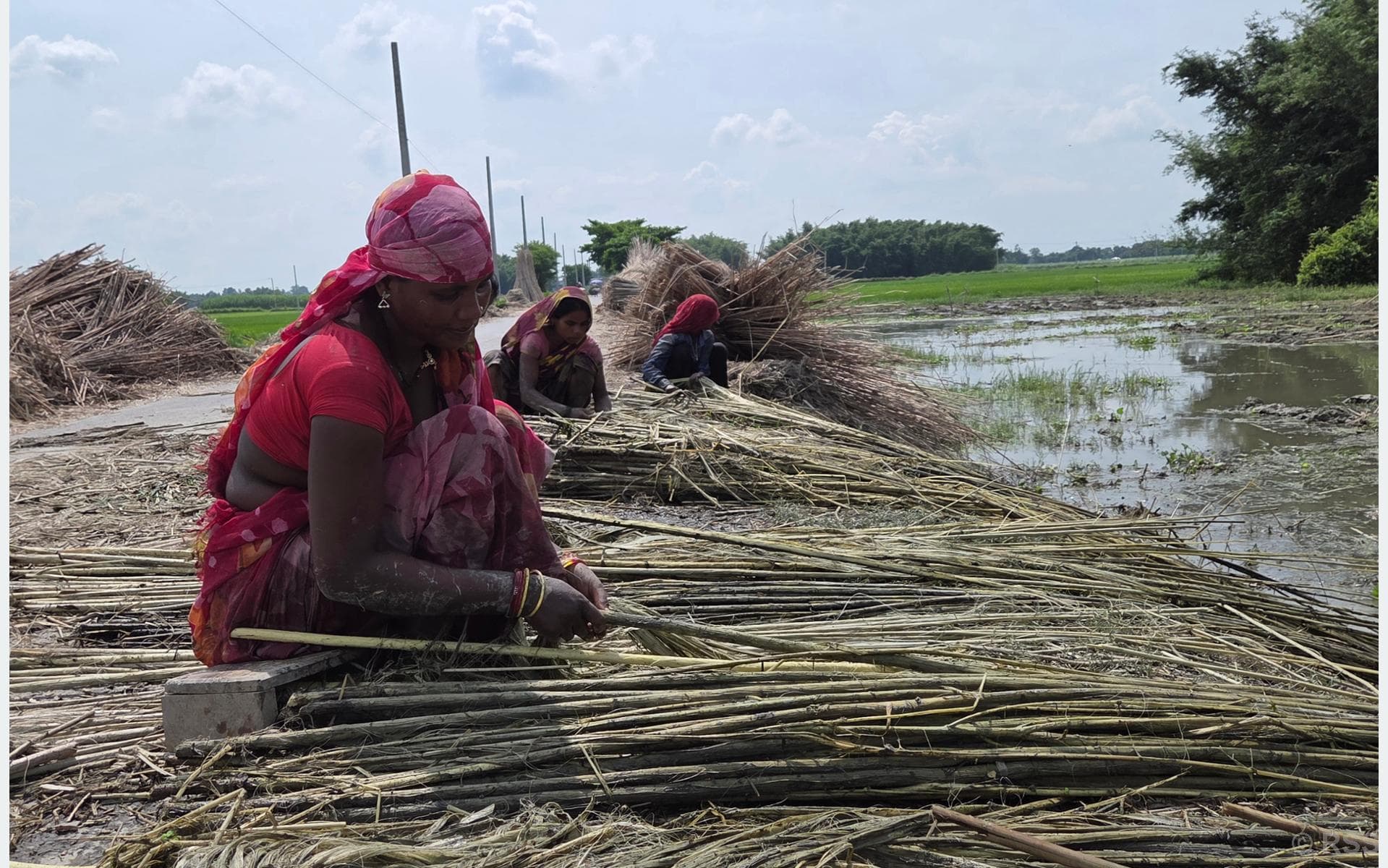 Sunsari Farmers Embrace Jute Farming Amid Rising Demand