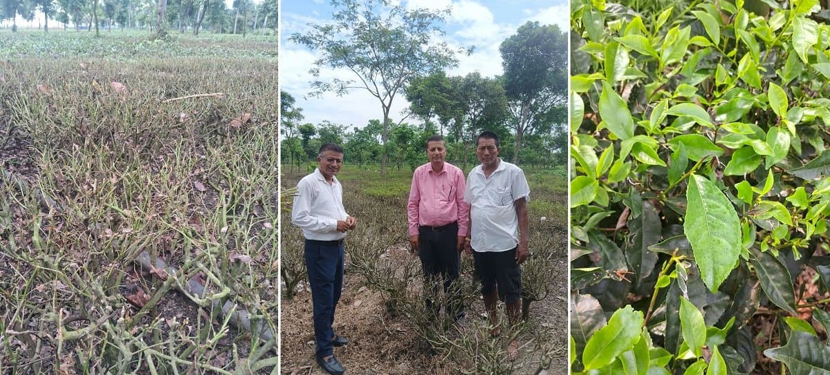 Looper Caterpillar Infestation Devastates Jhapa Tea Gardens