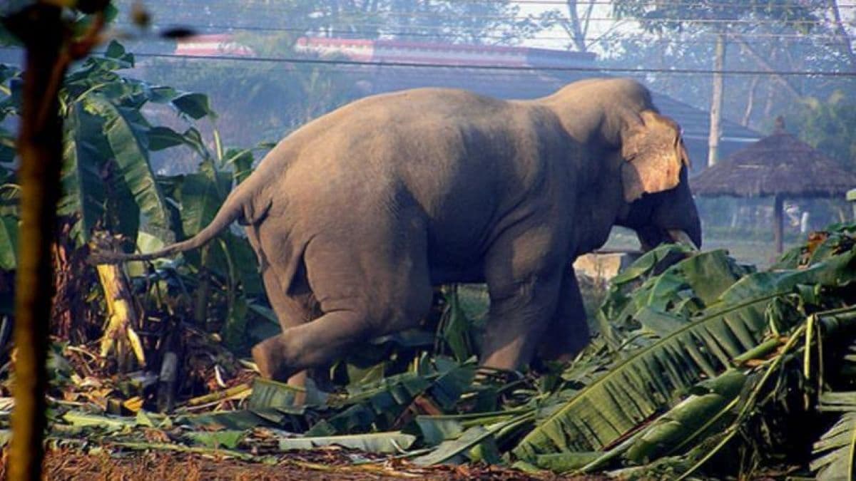 Wild Elephant Found Dead in Belaka, Udayapur