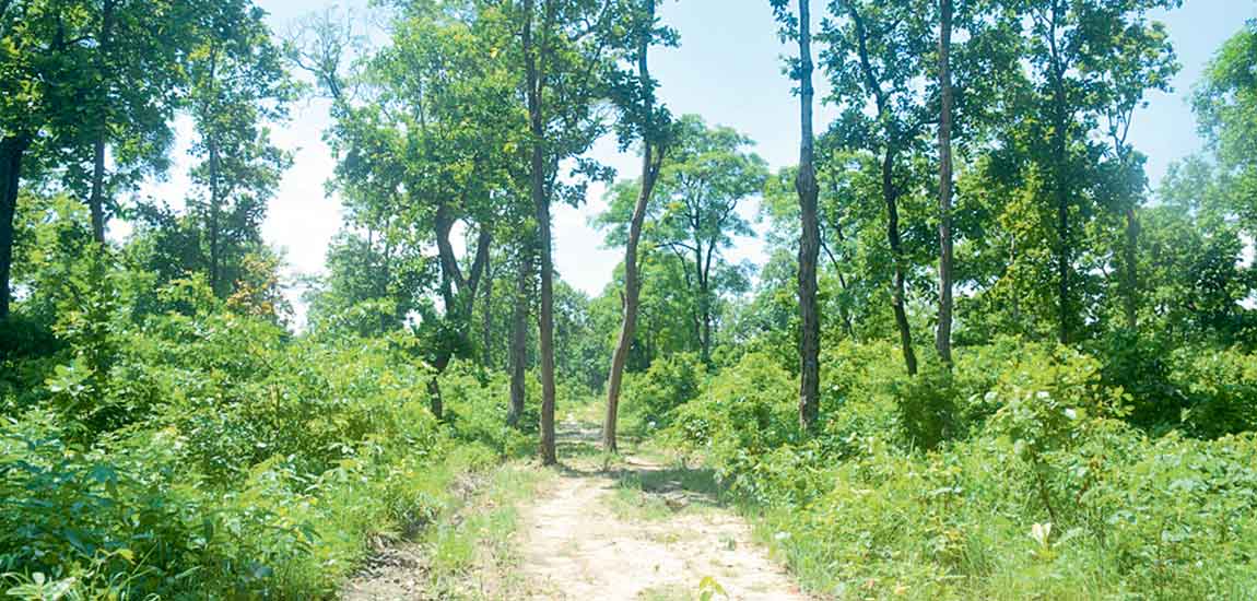 Strict Action Against Forest Encroachment in Mahottari
