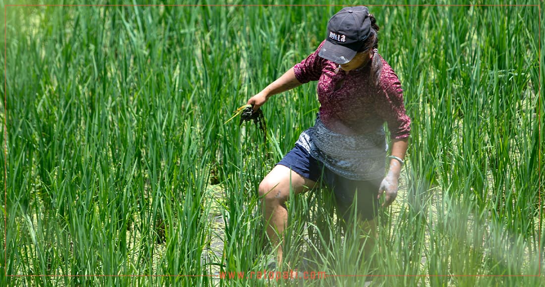 Bhadra Rains Bring Major Relief to Paddy Crops in Mahottari